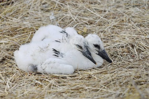 White stork (Ciconia ciconia), chick in nest, North Rhine-Westphalia, Germany