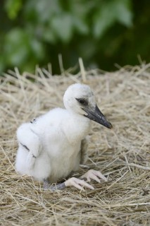 White stork (Ciconia ciconia), chick in nest, North Rhine-Westphalia, Germany