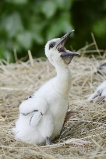White stork (Ciconia ciconia), chick in nest, North Rhine-Westphalia, Germany