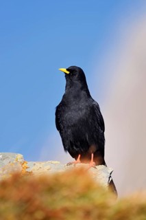 Alpine chough (Pyrrhocorax graculus), Hohe Tauern National Park, Austria