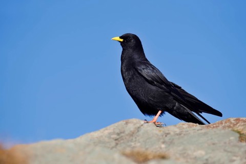 Alpine chough (Pyrrhocorax graculus), Hohe Tauern National Park, Austria