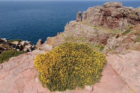 Western gorse (Ulex gallii) on the cliffs, Cap Frehel, Cote d'Emeraude, Cotes-d'Armor, Brittany,