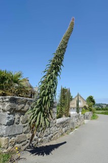 Giant viper's bugloss (Echium pininana) on a stone wall, Plouezoc'h, Finistere, Brittany, France