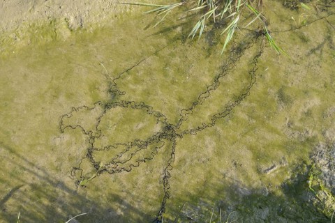 Natterjack toad (Bufo calamita, Epidalea calamita), spawning lines in a puddle, North