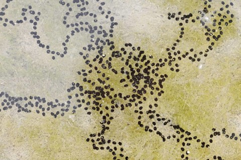 Natterjack toad (Bufo calamita, Epidalea calamita), spawning lines in a puddle, North