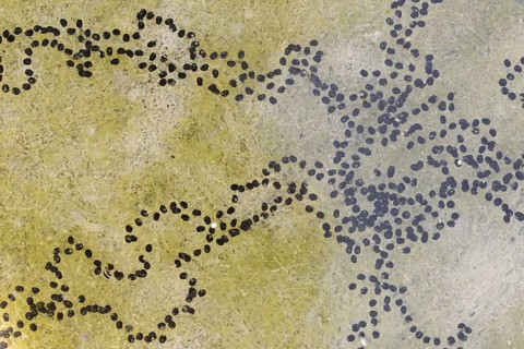 Natterjack toad (Bufo calamita, Epidalea calamita), spawning lines in a puddle, North