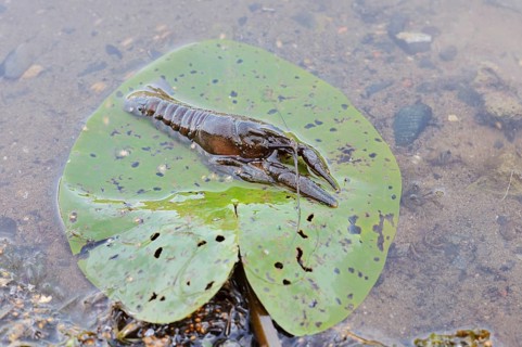 Crayfish or European crayfish (Astacus astacus) on a leaf of the water lily (Nuphar) in the water,