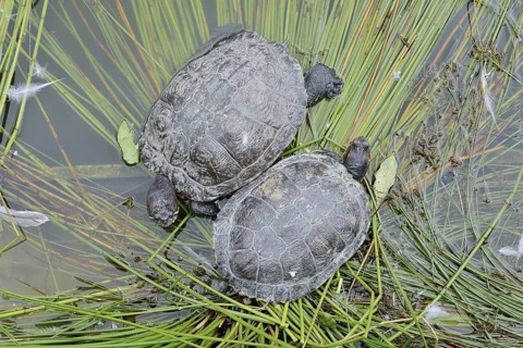 Red-cheeked tortoise (Trachemys scripta elegans), neozoa in Germany, North Rhine-Westphalia,