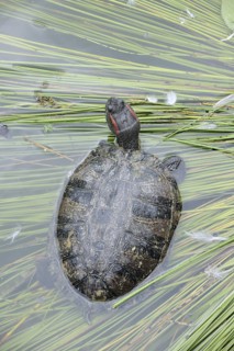 Red-cheeked tortoise (Trachemys scripta elegans), neozoa in Germany, North Rhine-Westphalia,