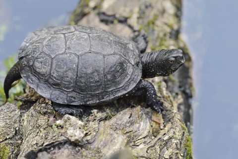 European pond turtle (Emys orbicularis) lying on a tree trunk in the water, Brandenburg, Germany