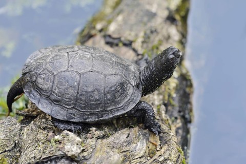 European pond turtle (Emys orbicularis) lying on a tree trunk in the water, Brandenburg, Germany