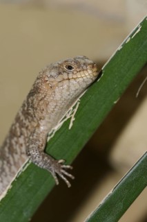 Spiny-tailed skink or spiny-tailed skink (Egernia stokesii), captive, occurring in Australia