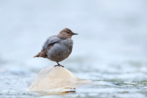 Grey White-throated Dipper (Cinclus mexicanus) standing on a rock in the water, Waterton Lakes