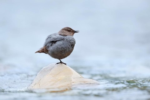 Grey White-throated Dipper (Cinclus mexicanus) standing on a rock in the water, Waterton Lakes