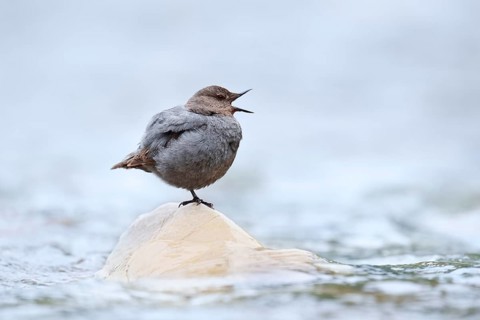 Grey White-throated Dipper (Cinclus mexicanus) standing on a rock in the water, Waterton Lakes