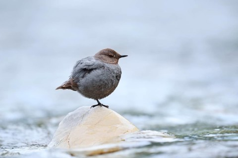Grey White-throated Dipper (Cinclus mexicanus) standing on a rock in the water, Waterton Lakes