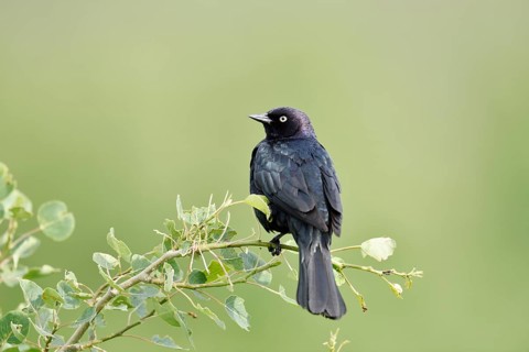 Purple Blackbird (Euphagus cyanocephalus), male sitting on a branch, Waterton Lakes National Park,