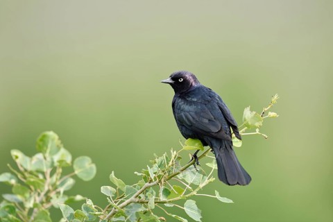 Purple Blackbird (Euphagus cyanocephalus), male sitting on a branch, Waterton Lakes National Park,