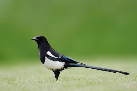 Hudsonian magpie (Pica hudsonia), Waterton Lakes National Park, Alberta, Canada