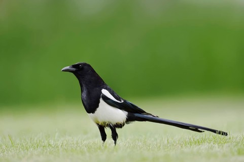Hudsonian magpie (Pica hudsonia), Waterton Lakes National Park, Alberta, Canada