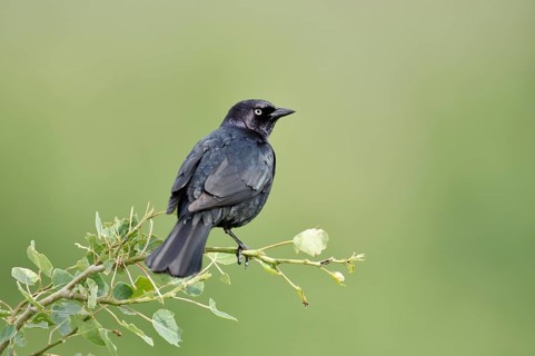 Purple Blackbird (Euphagus cyanocephalus), male sitting on a branch, Waterton Lakes National Park,
