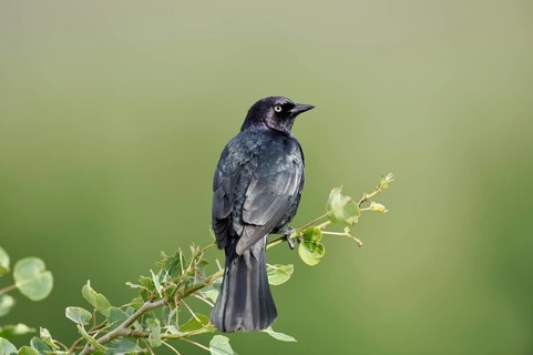 Purple Blackbird (Euphagus cyanocephalus), male sitting on a branch, Waterton Lakes National Park,