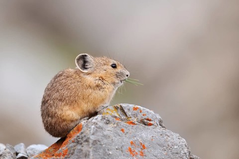 American pika (Ochotona princeps) sitting on a rock and eating, Jasper National Park, Alberta,