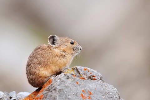 American pika (Ochotona princeps) sitting on a rock, Jasper National Park, Alberta, Canada