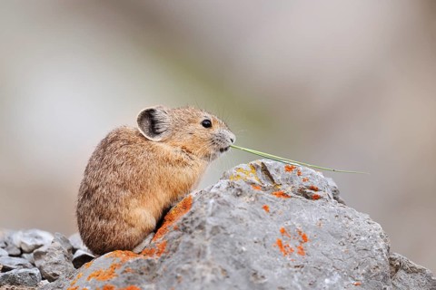 American pika (Ochotona princeps) sitting on a rock and eating, Jasper National Park, Alberta,