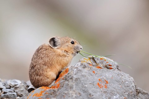 American pika (Ochotona princeps) sitting on a rock and eating, Jasper National Park, Alberta,