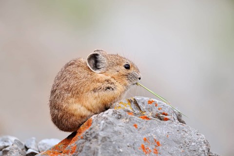 American pika (Ochotona princeps) sitting on a rock and eating, Jasper National Park, Alberta,