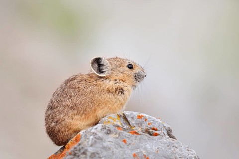 American pika (Ochotona princeps) sitting on a rock, Jasper National Park, Alberta, Canada