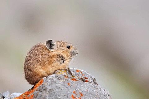 American pika (Ochotona princeps) sitting on a rock, Jasper National Park, Alberta, Canada