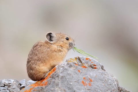 American pika (Ochotona princeps) sitting on a rock and eating, Jasper National Park, Alberta,