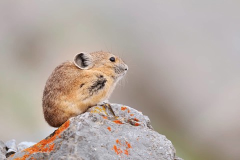 American pika (Ochotona princeps) sitting on a rock, Jasper National Park, Alberta, Canada
