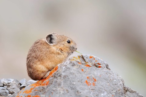 American pika (Ochotona princeps) sitting on a rock and eating, Jasper National Park, Alberta,