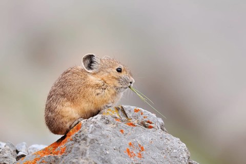 American pika (Ochotona princeps) sitting on a rock and eating, Jasper National Park, Alberta,