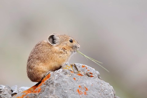American pika (Ochotona princeps) sitting on a rock and eating, Jasper National Park, Alberta,