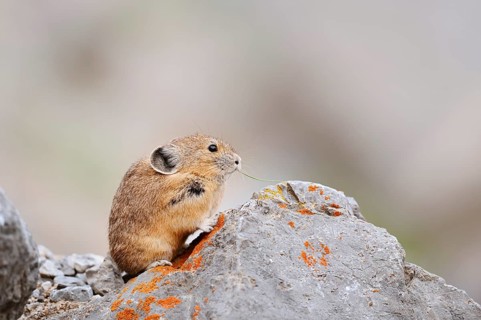 American pika (Ochotona princeps) sitting on a rock and eating, Jasper National Park, Alberta,