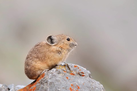 American pika (Ochotona princeps) sitting on a rock, Jasper National Park, Alberta, Canada