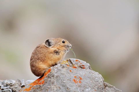 American pika (Ochotona princeps) sitting on a rock and eating, Jasper National Park, Alberta,