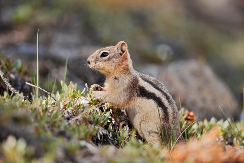 Golden mantle gopher (Callospermophilus lateralis, Spermophilus lateralis), Banff National Park,
