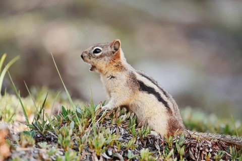 Golden mantle gopher (Callospermophilus lateralis, Spermophilus lateralis), Banff National Park,