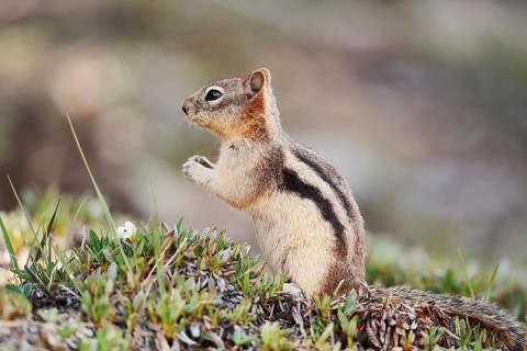 Golden mantle gopher (Callospermophilus lateralis, Spermophilus lateralis), Banff National Park,