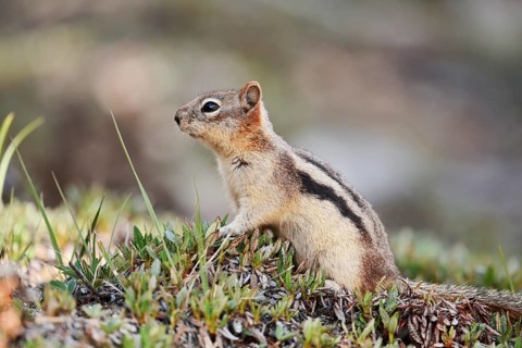 Golden mantle gopher (Callospermophilus lateralis, Spermophilus lateralis), Banff National Park,