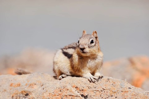 Golden mantle gopher (Callospermophilus lateralis, Spermophilus lateralis) sitting on a rock, Banff