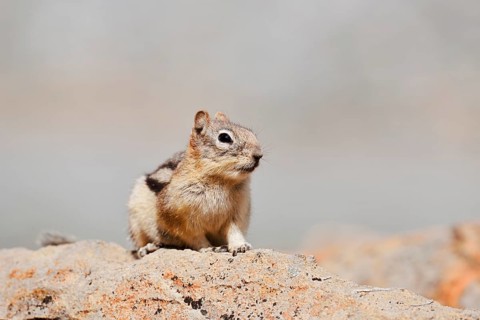 Golden mantle gopher (Callospermophilus lateralis, Spermophilus lateralis) sitting on a rock, Banff