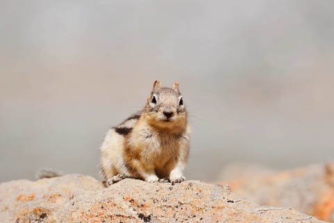 Golden mantle gopher (Callospermophilus lateralis, Spermophilus lateralis) sitting on a rock, Banff