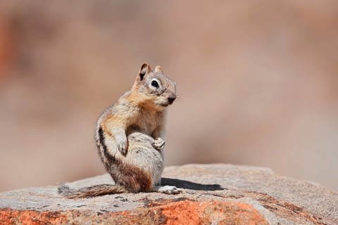Golden mantle gopher (Callospermophilus lateralis, Spermophilus lateralis) sitting on a rock, Banff