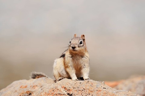 Golden mantle gopher (Callospermophilus lateralis, Spermophilus lateralis) sitting on a rock, Banff